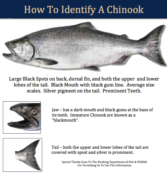 Chinook II identifier