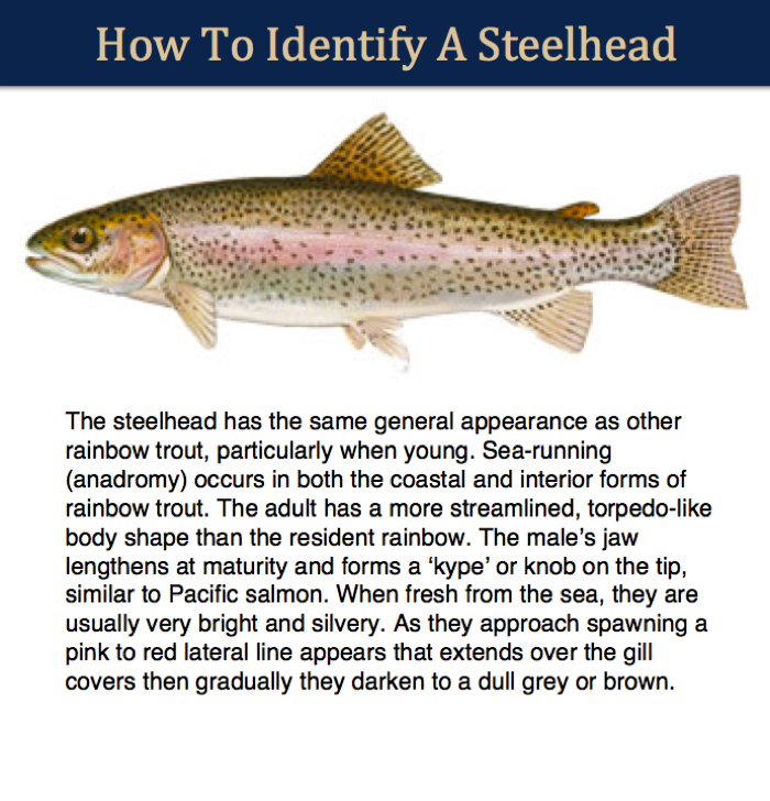 steelhead identifier